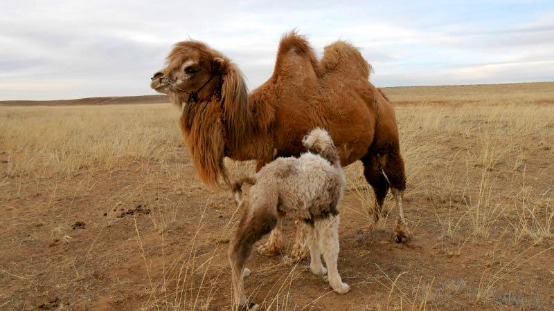 Mongolia